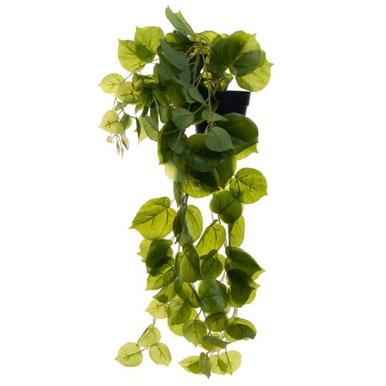 22" Potted Hanging Madeira Vine by Ashland®